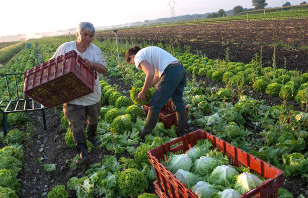 Vente direct producteurs