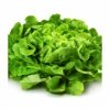 Salade d'André Aude ( Le Thor 84) (3335)