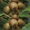 Kiwis Hayward de Louis Coustabeau (La Roque d'Anthéron 13 ) (400056)