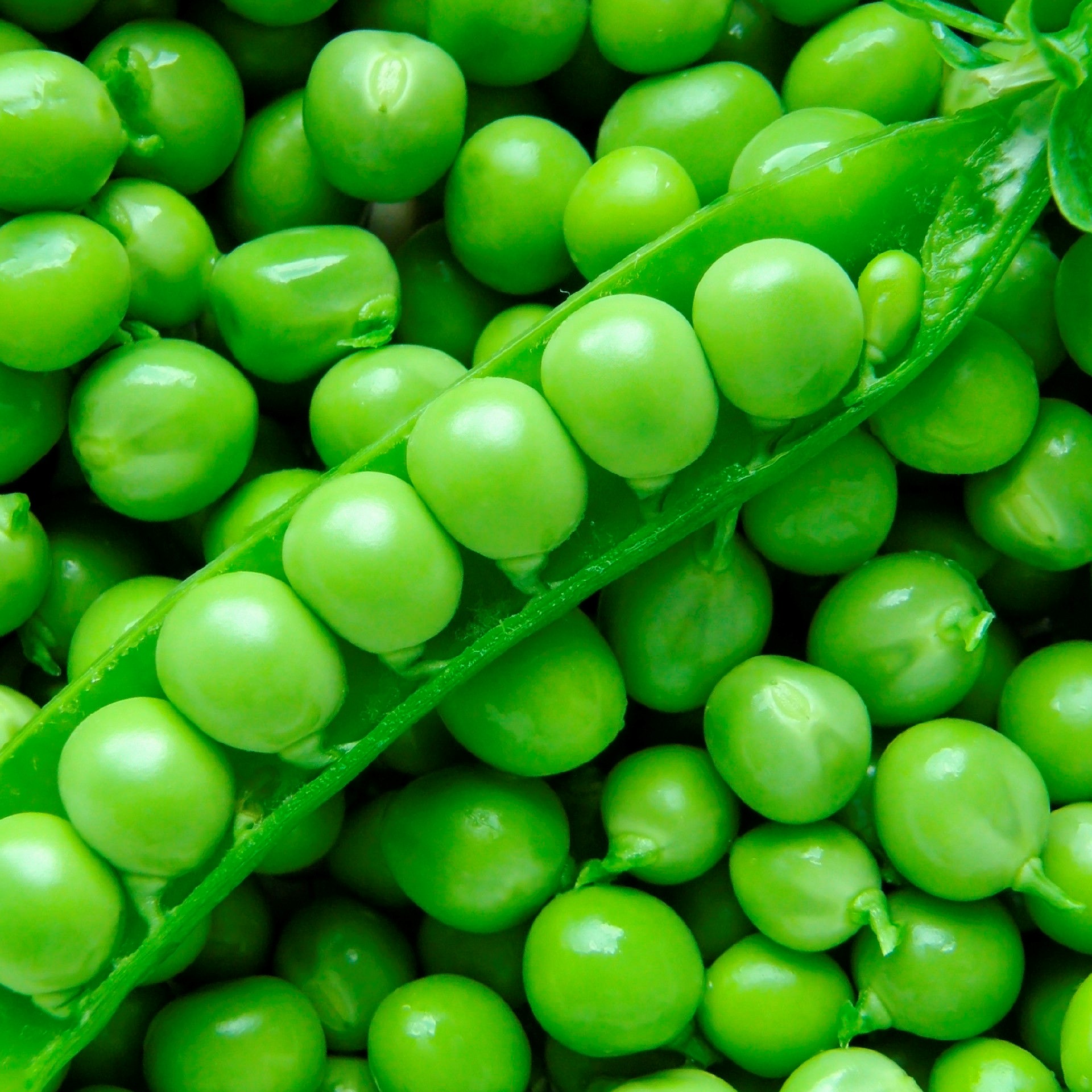Petits pois primeurs de Richard Vian (Fontvieille 13) x 300g