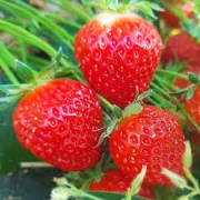 Fraises Dely d'André Aude (Le Thor 84) x 250g (400288)