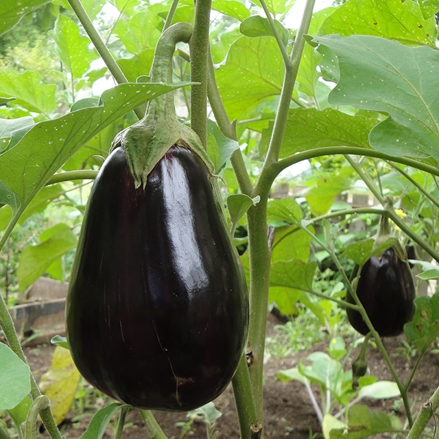 Aubergines des Ateliers de Gaïa (Gardanne 13) +/- 500g