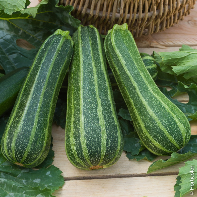 Courgettes d'Antoine Bordigoni (Aix-en-Provence 13)x 500g