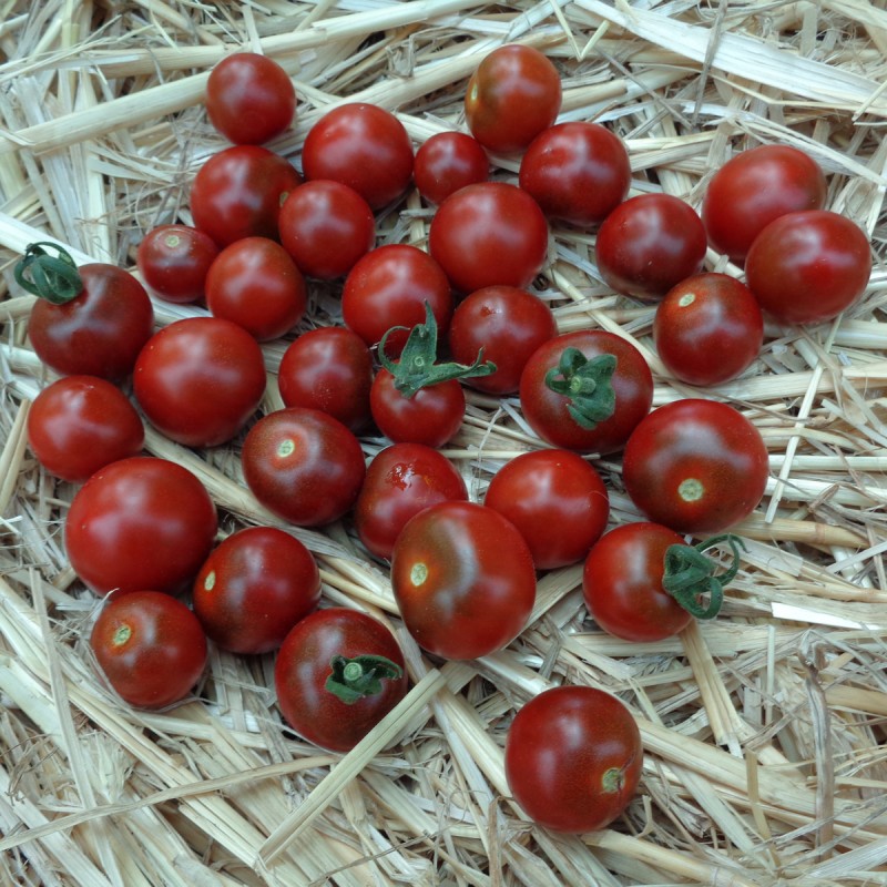 Tomates cerises du maraicher provençal (Graveson 13)x 250g