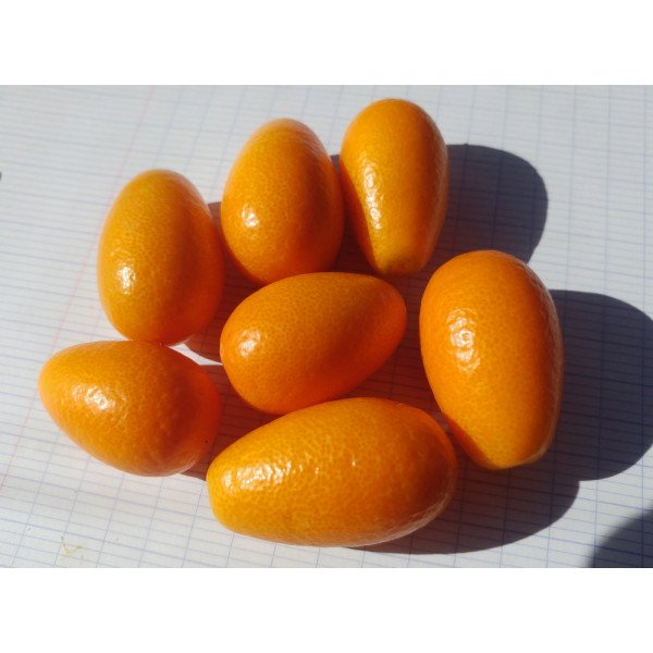 Kumquats d'Aliméa (Linguizzetta Corse) x 200g