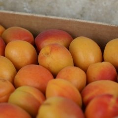 Plateau d'abricots à confitures de Michel Ayme (Graveson 13) x 5 kg