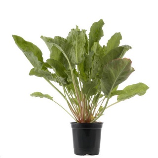 Oseille en pot de Marie Laure Fardeau (Villeneuve 04) x1