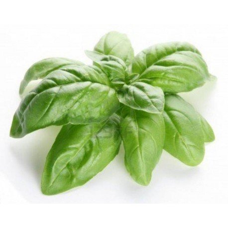 Botte de basilic de Louis Coustabeau (La Roque d'Anthéron 13) la pièce