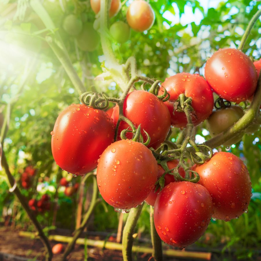 Tomates rondes de Jérôme Vasserot (Saint Cannat 13) x 500g