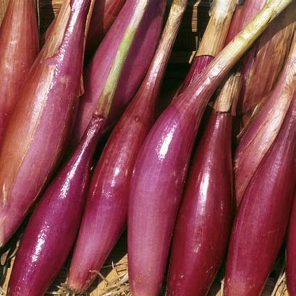 Oignons simiane de Louis Coustabeau (La Roque d'Anthéron 13) X 500g