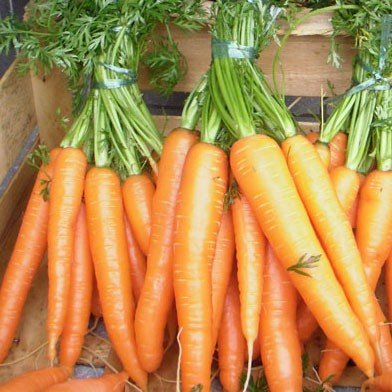 Carottes fanes de Richard Vian (Fontvieille 13) X 500g