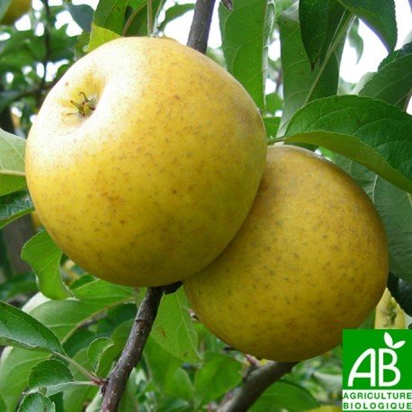 Pommes Chanteclerc de Stéphan Charmasson (Arles 13) x 500g