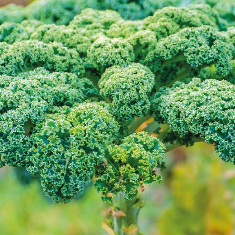 Chou Kale de Louis Coustabeau (La Roque d'Anthéron 13) x 350g