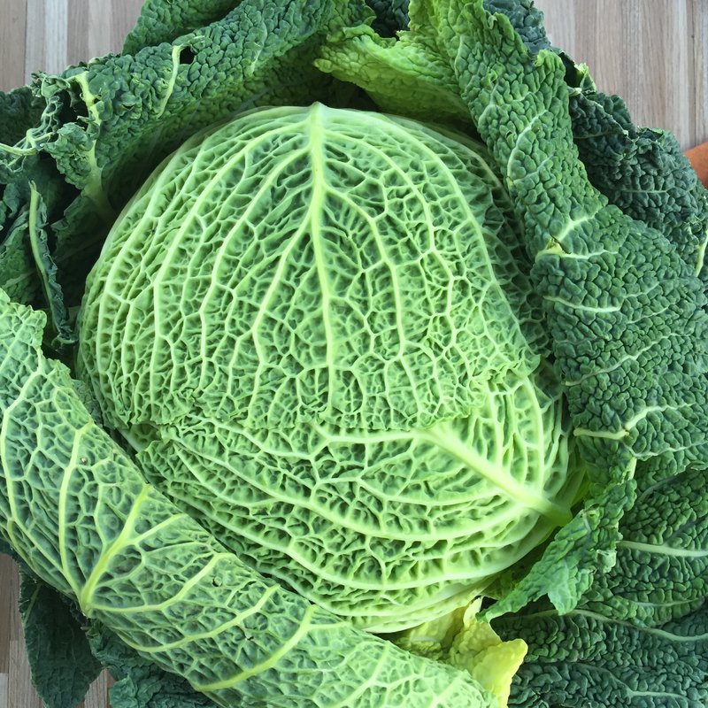 Chou vert frisé de Jean-Paul Albignac (13) +/- 800 grammes