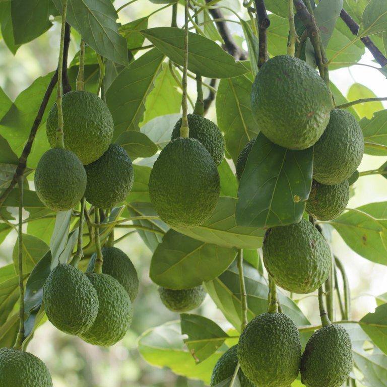 Avocats CORSE de Patrick Berghman (San Nicolao ) x +/- 400g