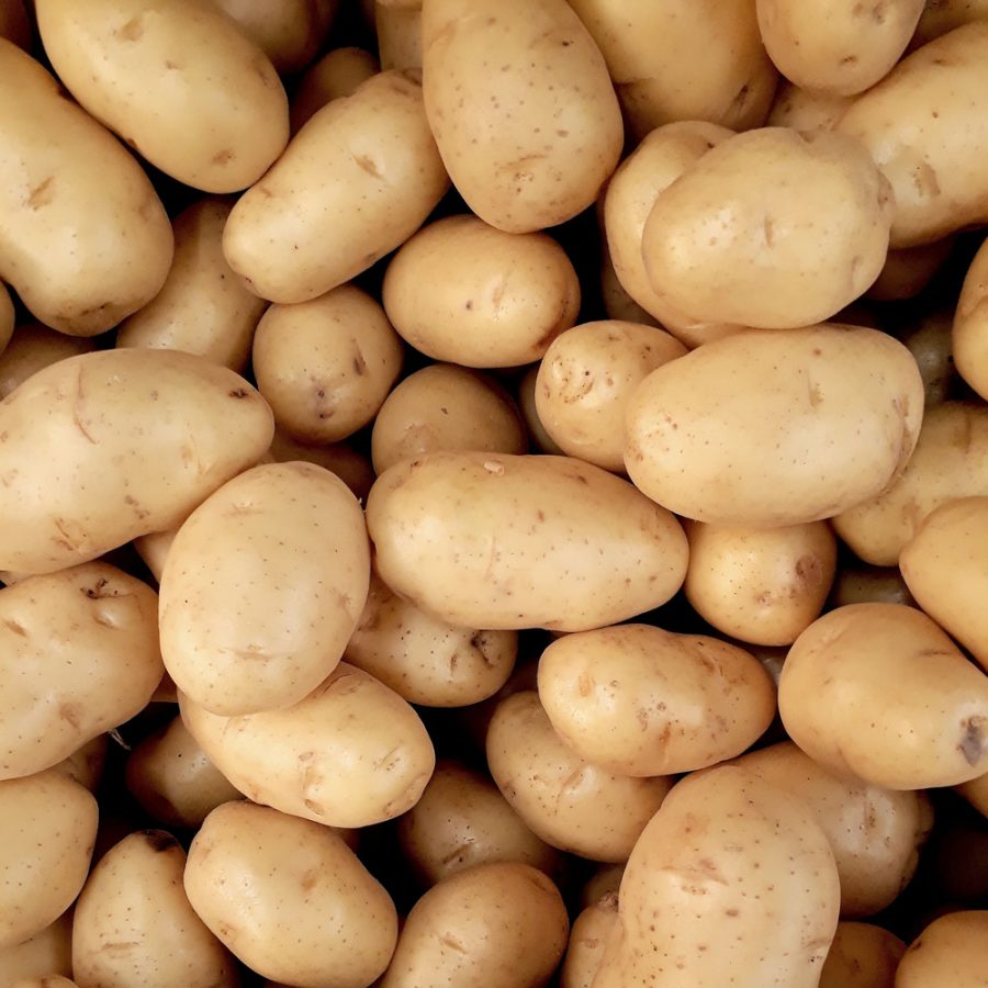 Pommes de Terre de Sainte Véronique (Lambesc 13) x 1kg