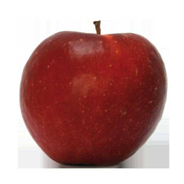 Pommes Dalinette de Stéphan Charmasson (Arles 13) x 500g