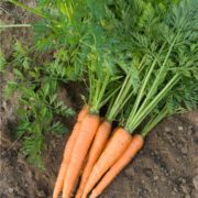 Carottes fanes de Patrick Seimandi (Ventabren 13) (75762)