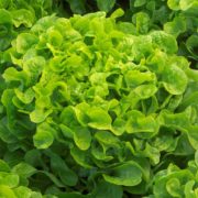 Salade de Michel Seimandi (Ventabren13)