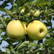 Pommes Golden de Thierry Ginoux (La Maillane 13) (112722)