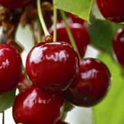 Cerises de Sylvie Augier (Saint Saturnin lès Apt 84) (110370)