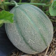 Melon brodé de Frédéric Ayme (Tarascon 13) X 1
