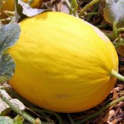Melon Canari de Antoine Bordigoni (Aix en Provence 13) +/- 1kg