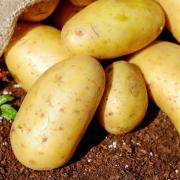 Pommes de Terre d'André Aude (Le Thor 13) (68459)