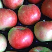 Pommes akane de Claude Vignaud (Rognonas 13) X 500g