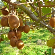 Kiwis Hayward de Stéphan Charmasson (Arles 13) x 500g