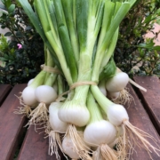 Botte oignons blancs d'Helga Girard (La Brillane 04)